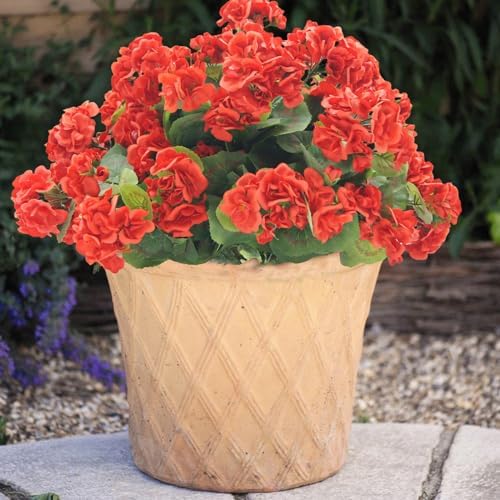 JOJAZE 8PCS Artificial Geraniums Silk Flowers UV Resistant